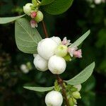 Symphoricarpos albus 果實