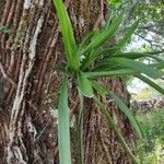 Prosthechea cochleata 葉