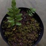 Polypodium californicum Hoja