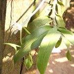 Cyrtorchis chailluana Leaf