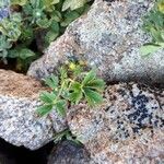 Alchemilla pentaphyllea Blad