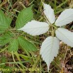 Rubus silvaticus Drugo