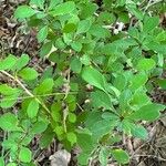 Berberis canadensis Leaf