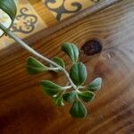 Plectranthus ornatus Leaf