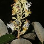 Couepia polyandra Λουλούδι