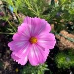 Cosmos bipinnatusBlüte