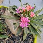 Lewisia longipetala ᱵᱟᱦᱟ