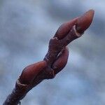 Salix pyrenaica Συνήθη χαρακτηριστικά