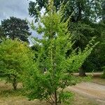 Hemiptelea davidii Habit