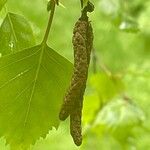 Betula pubescens Плод