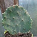 Opuntia stricta পাতা