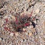 Anabasis articulata Habit