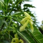 Tabernaemontana persicariifolia Flower