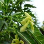 Tabernaemontana persicariifolia Bloem