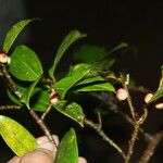 Ficus colubrinae Plod