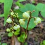 Pyrola chlorantha Žiedas