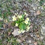 Primula vulgaris 花