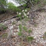 Ceanothus herbaceus Hábito