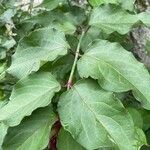 Leycesteria formosa Blatt