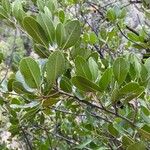 Photinia arbutifolia Leaf