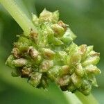 Amaranthus blitum ഫലം