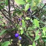 Dianella caerulea Fruto