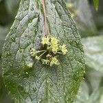 Helwingia japonica Kvet
