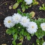 Bellis rotundifolia Flower