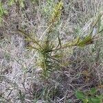 Maerua endlichii Leaf