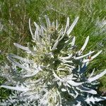 Cirsium douglasii 花