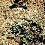 Antennaria virginica Habit