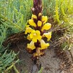 Cistanche tubulosa Sonstige
