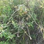 Carex lurida Hábito