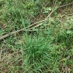 Calamagrostis arundinacea Libunga
