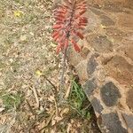 Aloe ellenbeckii Fleur