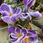 Crocus vernus Blomma