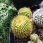 Parodia lenninghausii Fuelha