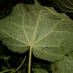 Neomirandea angularis Hoja