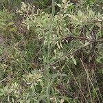 Achillea coarctata Habitat