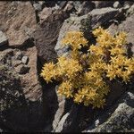 Sedum lanceolatum Elinympäristö