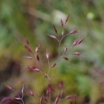 Agrostis pilosula 花