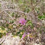 Lythrum junceum Flower