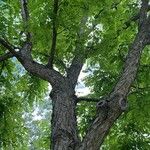 Gymnocladus dioicus Bark