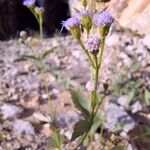 Praxelis clematidea Habitus