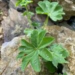 Alchemilla vulgaris Blad