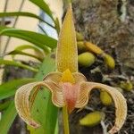 Bulbophyllum lobbii ফুল