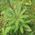 Lilium martagon Leaf