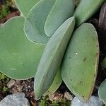 Crassula cotyledonis Hostoa