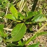 Vangueria madagascariensis Leaf