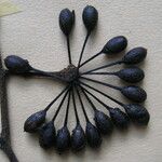 Guatteria intermedia Diğer